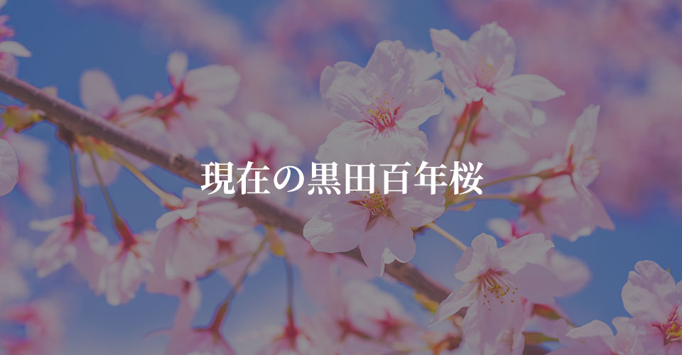 現在の黒田百年桜