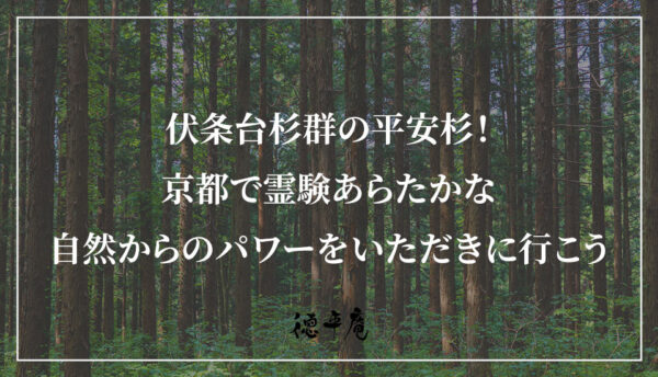 伏条台杉群の平安杉！京都で霊験あらたかな自然からのパワーをいただきに行こう｜徳平庵