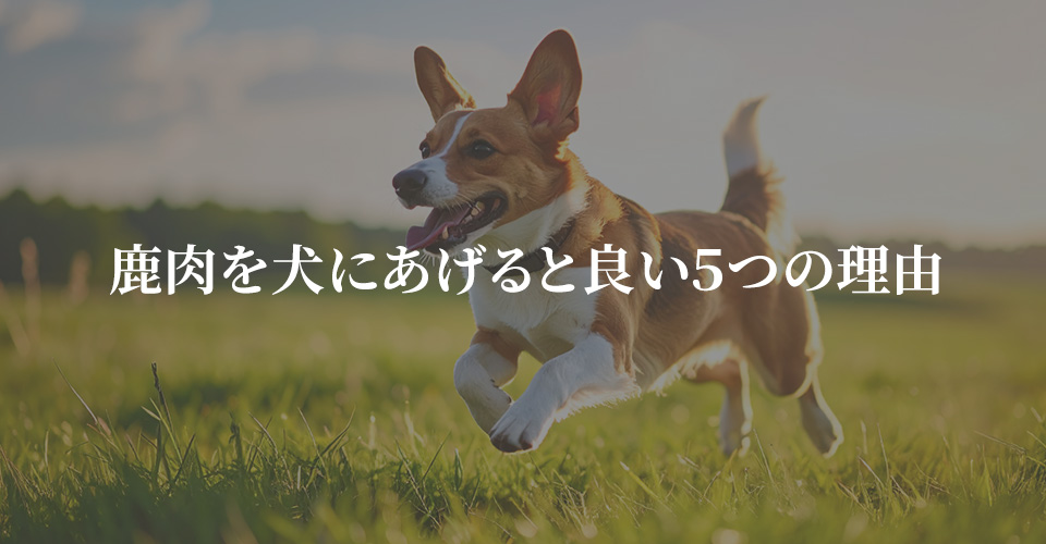 鹿肉を犬にあげると良い５つの理由