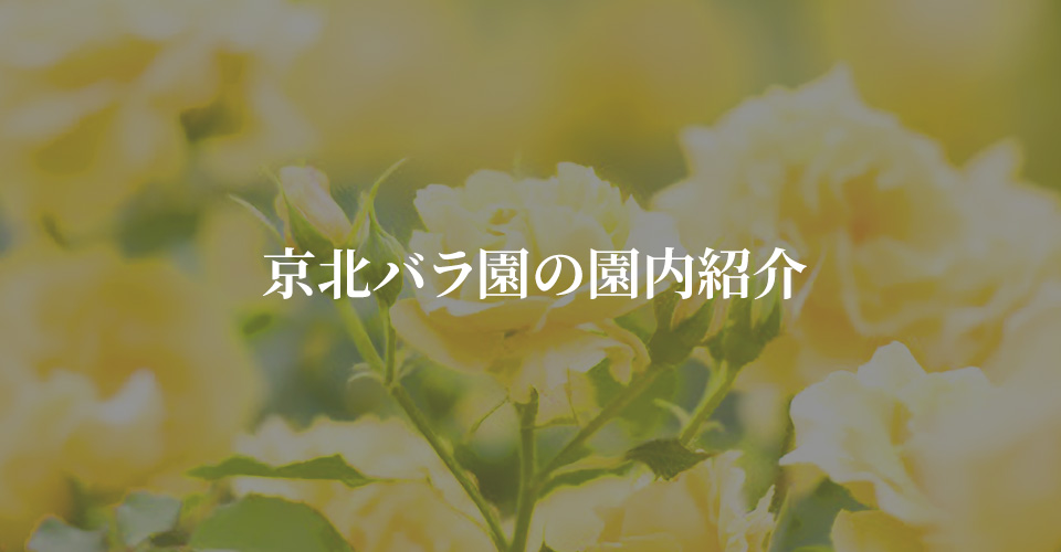 京北バラ園の園内紹介