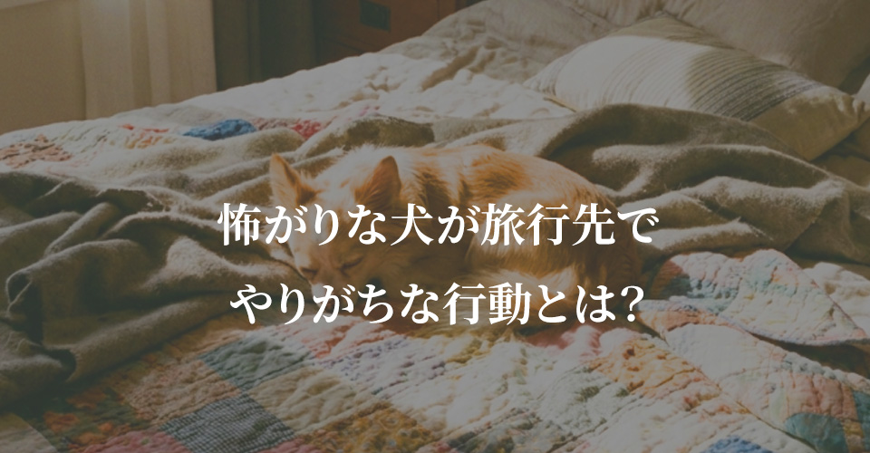 怖がりな犬が旅行先でやりがちな行動とは？